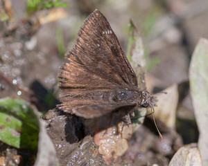 Butterflies of the Montana and the Northern Hemisphere