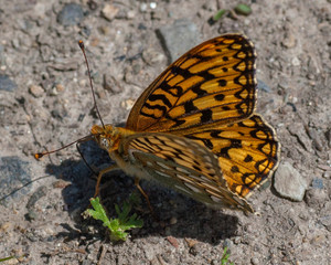 Butterflies of the Montana and the Northern Hemisphere