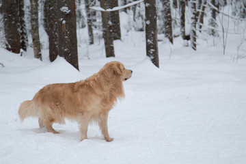 Dog, Golden Retriever in the woods in winter.