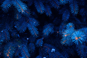 Background of bright blue branches of blue pine in winter. © freeman83