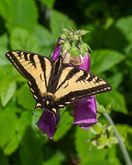 Butterflies of the Montana and the Northern Hemisphere
