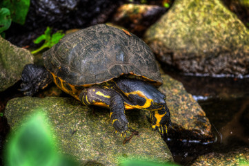 Gelbbauch-Schmuckschildkröte