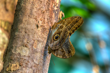 Bananenfalter bei der Paarung