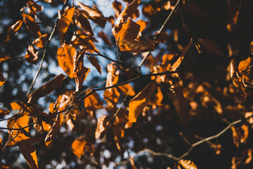 Golden autumn leaves in the sunshine