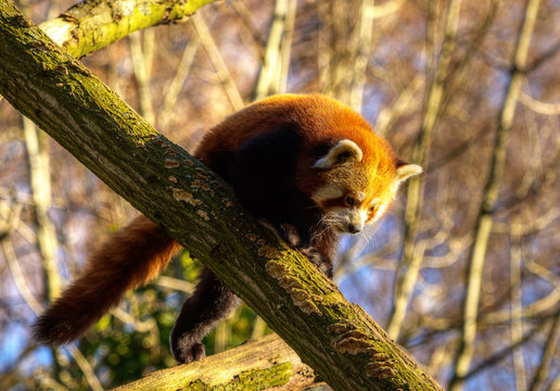 Roter Panda