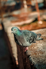 Pigeon on the stone