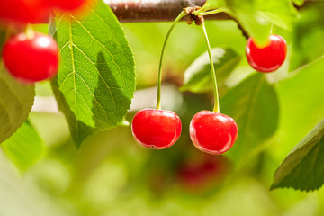 Red berries of a sweet cherry on a branch