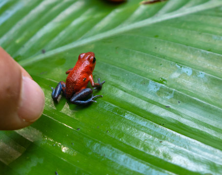 Wanderung durch den Regenwald von Costa Rica bei Boca Tapada. Zu sehen waren Baumsteigerfr&ouml;sche, Dendrobatidae, auch Pfeilgiftfr&ouml;sche oder Farbfr&ouml;sche genannt