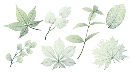 Set leaves on white. Leaf veins.  Vector illustration. EPS 10.