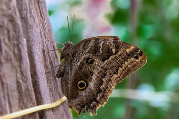 mariposa