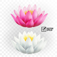 3d realistic vector pink and white lotus flowers