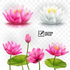 Foto op Canvas 3d realistic vector set of white and pink lotus flowers, stems and leaves for advertising and invitations © Good Job