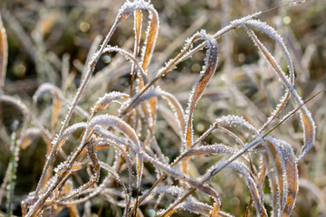 Winter. Grass covered with morning frost. Rays of light in the background.  Season. 