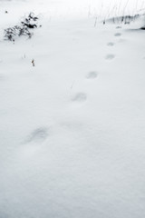 footsteps on white pure snow in mountains