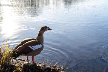 Nilgans am halbvereisten Schwanenteich / Gießen