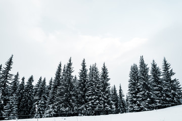scenic view of pine forest with tall trees covered with snow on hill