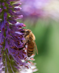 Bees