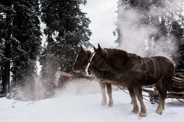Horses with horse harness in snowy mountains with pine trees