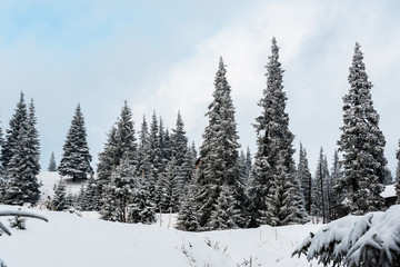 Fototapeta na wymiar Scenic view of pine forest with tall trees covered with snow