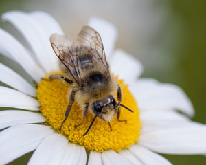 Bees