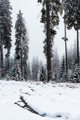 Fototapeta premium Scenic view of pine forest with tall trees covered with snow