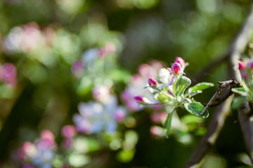 Obraz premium apple tree blossoms with green leaves isolated on white background