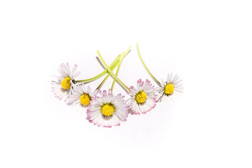 grupo de 5 delicadas flores de color amarillo, blanco y lila