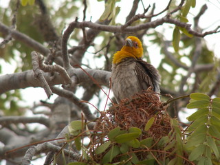Male Sakalava weaver (Ploceus sakalava) building a nest, Ifaty, Madagascar