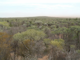 Spiny forest, Berenty Reserve, Madagascar