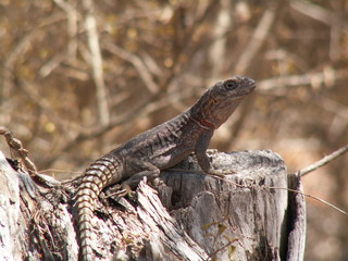 Lizard basking on a tree trunk, Ifaty, Madagascar