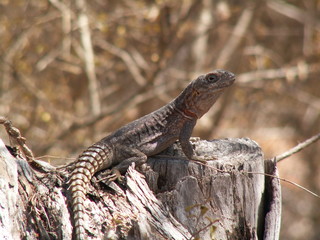 Obraz premium Lizard basking on a tree trunk, Ifaty, Madagascar