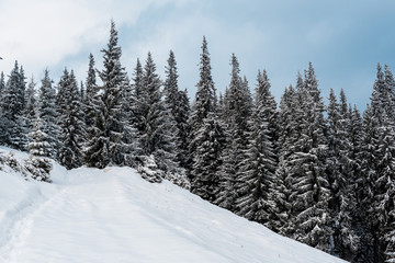 Fototapeta na wymiar scenic view of snowy mountain with pine trees