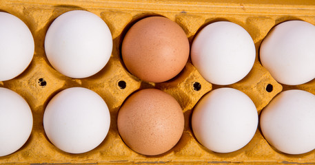 grupo de 10 huevos, montados en su caja de cartón