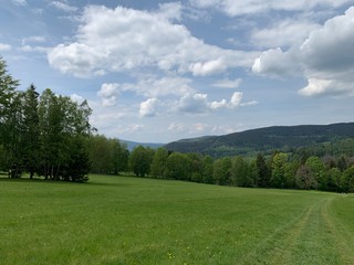 Grass field in forest with small hill in background