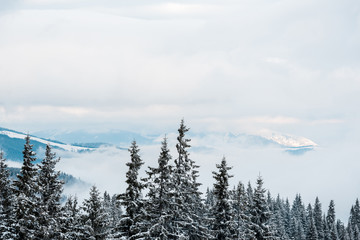 Scenic view of snowy mountains with pine trees and white fluffy clouds