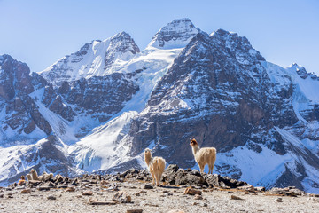 Mountains view in Bolivia with llamas