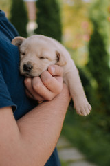 Cute white labradors in holding hands