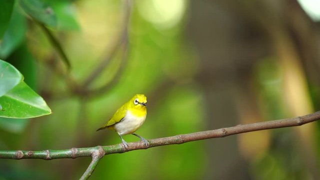 Japanese White-eye, Dark Green.Cute bird  perching on a branch.(Scientific Name : Zosterops simplex ) 