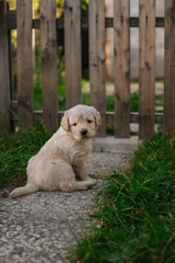 Cute white labradors on the grass