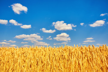 Field of Golden wheat under the blue sky © Ryzhkov Oleksandr