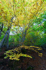 Fototapeta na wymiar Autumn in the Natural Park of Moncayo is a protected area located in the province of Zaragoza.