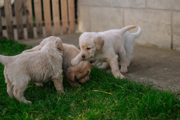 Cute white labradors on the grass