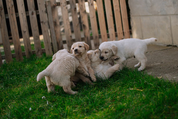 Obraz premium Cute white labradors on the grass