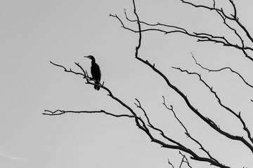 cormorant on the tree branch