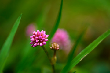 Beautiful photography of purple flower on on blurred bokeh background