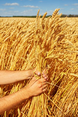 Fototapeta na wymiar Farmer hand wheat. the concept of a rich harvest. With sunset background.