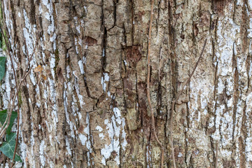 Obraz premium Close Up Brownish Tree Bark Texture