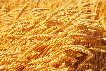 Golden ears of wheat on the field.