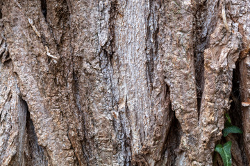 Close Up Brownish Tree Bark Texture