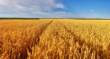 Field of Golden wheat under the blue sky © Ryzhkov Oleksandr